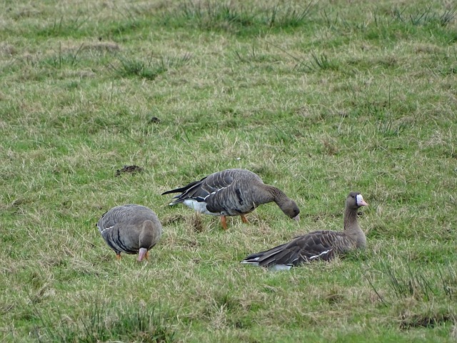 亚海乙 赫利奥斯太阳vs波德戈里察 比分预测 2025／04／03.